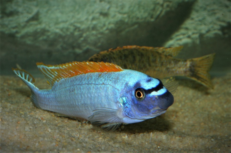 Labeotropheus trewavasae 'Thumbi West Island'